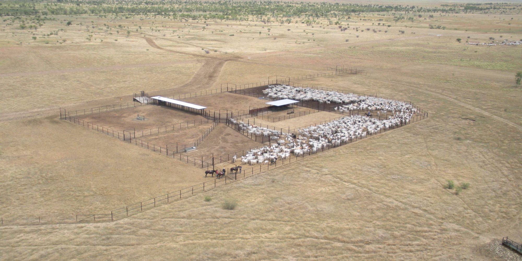 4 Cattle yarded at Morstone